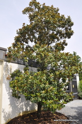 Magnolia grandiflora 'Little Gem' — photo 5